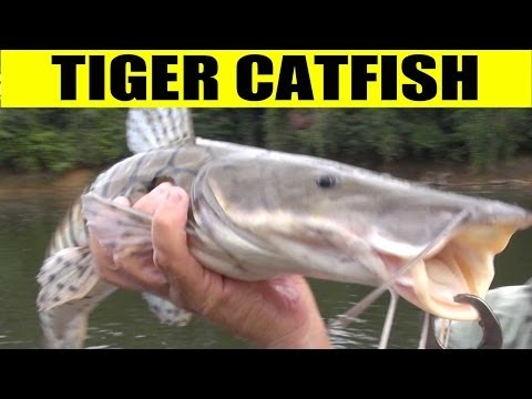 TIGER CATFISH - Amazon RIver Monsters