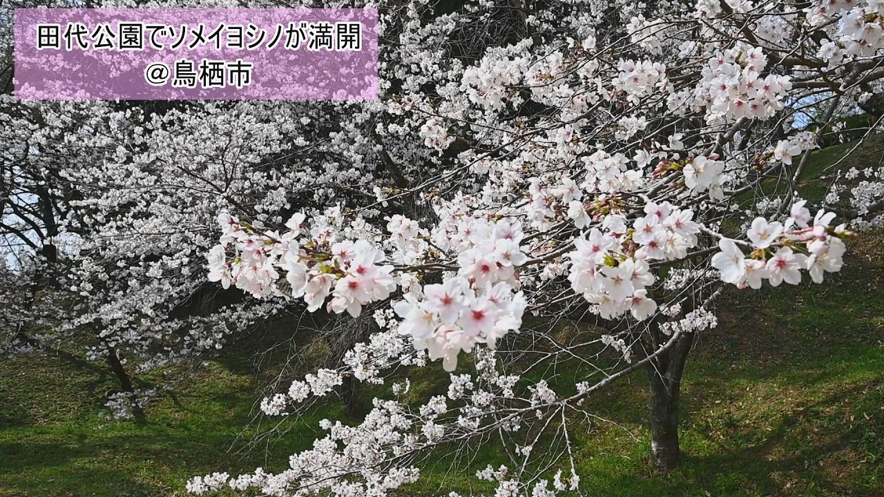 田代公園でソメイヨシノが満開・桜めぐり（2026年3月28日）