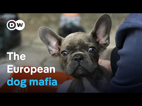 Europe's Dog Mafia: Bringing Criminal Puppy Traders to Heel