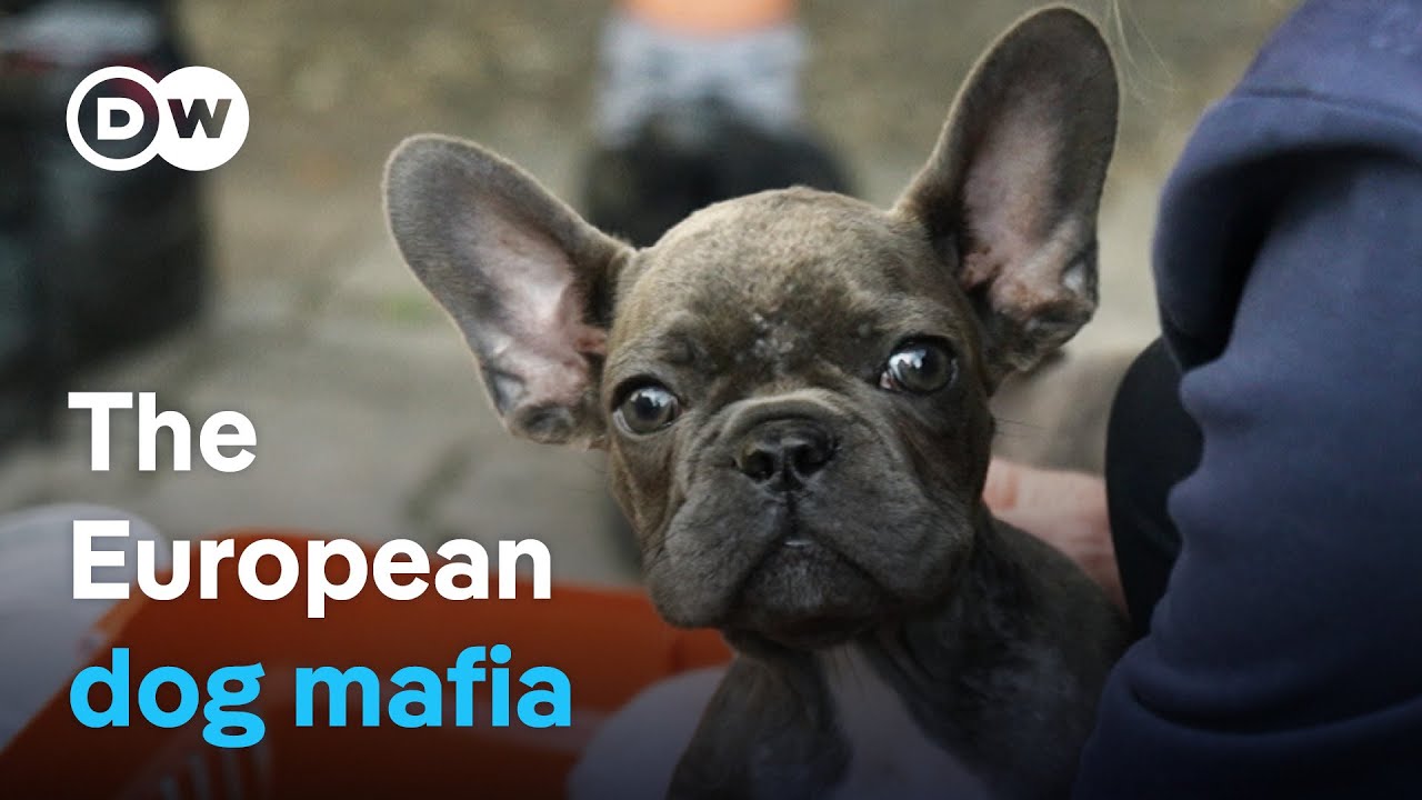 Europe's Dog Mafia: Bringing Criminal Puppy Traders to Heel