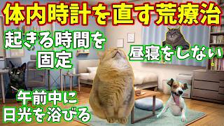 【猫ミーム】体内時計を短期間で直す方法 #猫ミーム #猫マニ