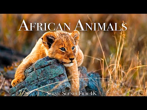 The Great African Wildlife