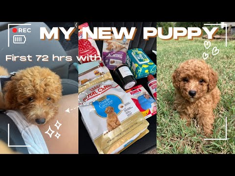 GETTING MY NEW MINIATURE POODLE🥰| FIRST 72 HRS VLOG🤎 | Puppy haul + Potty training + MORE 🐶🤎