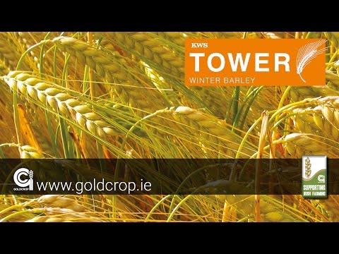 Goldcrop Winter Barley - KWS Tower
