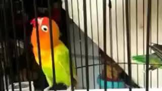 Download lagu Yakin.., gak mau punya Lovebird Konslet mp3
