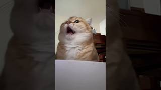 #cat #cute #catvideo #cutecat #funnyvideo #funny #pets