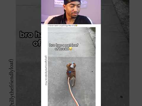 He has a PET BREAD LOAF😂