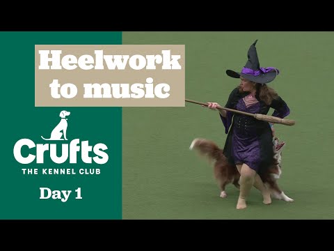 Heelwork to Music Competition Part One | Crufts 2025