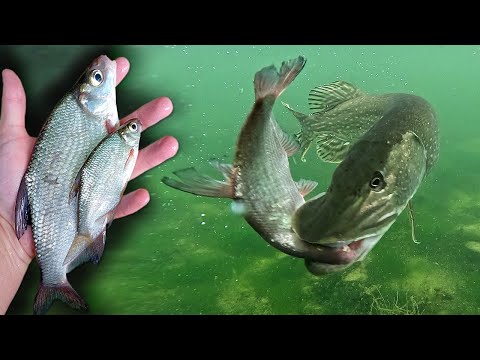 SMALL or LARGE live bait ? Pike react with violent attacks !