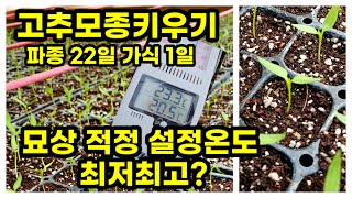 고추모종키우기 가식 2일 파종 22일차 괴산청결고추 칼탄에이스 (고추재배방법)