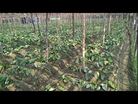 কক্সবাজারে মিষ্টি পান