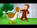 George And The Ducklings Curious George Animal Friends