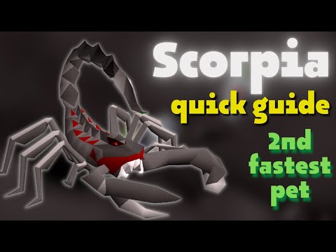 Scorpia Quick Solo & Duo Guide  | OSRS