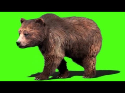 Bear Green Screen Video for Chroma Key [VFX Video]