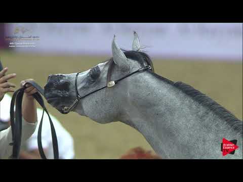 N.112 SAMEL AL SHAQAB - 2019 Qatar Nat. Peninsula show - Colts 3 Years Old (Class 6) .mp4