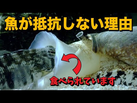 Conus (貝殻) - 定義