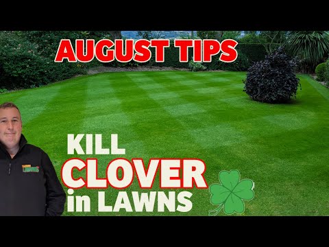 , title : 'How to make your lawn GREEN and KILL CLOVER & RED THREAD | August lawn care tips'