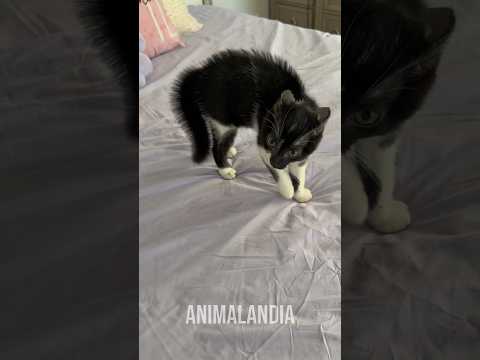 Então eles disseram: 