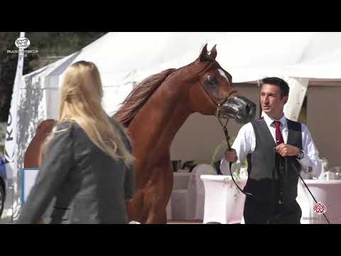 N 35 BERWAZ AL BUSTAN   Prague 2020   Intercup   2 Years Old Colts Class 5