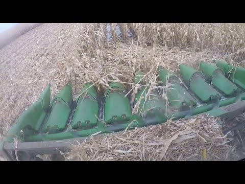 Harvesting "downed" corn in the snow