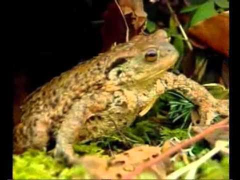 La grenouille, le crapaud, le triton et la salamandre