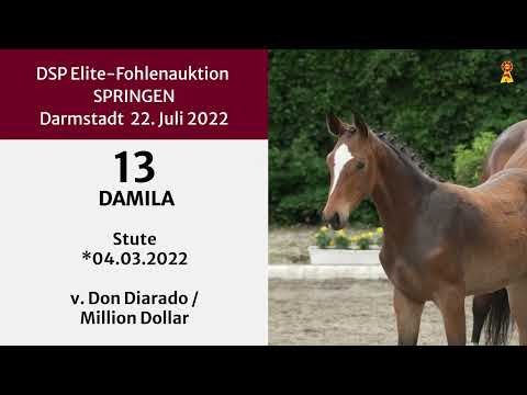KN 13: Stutfohlen v. Don Diarado / Million Dollar