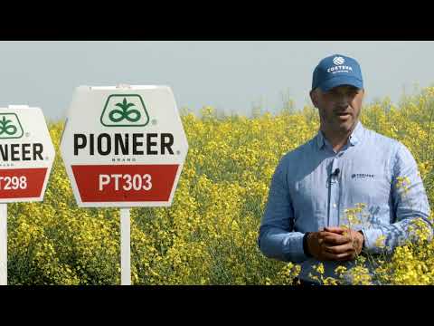 Testimonial Inazuma® rapiță - Adrian Ionescu CMM Insecticide, Fungicide și Biologice