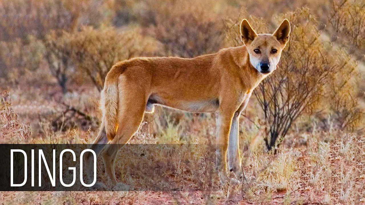 Где живет собака динго на каком. Собака Динго. Порода Динго. Австралийская собака Динго. Динго в Австралии.