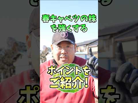 キャベツの病気：原因と治療法は何ですか？  庭園
