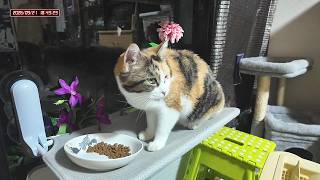 三毛猫フミちゃん  LIVE配信    2026年9月21日　calico cat　(LIVE stream)