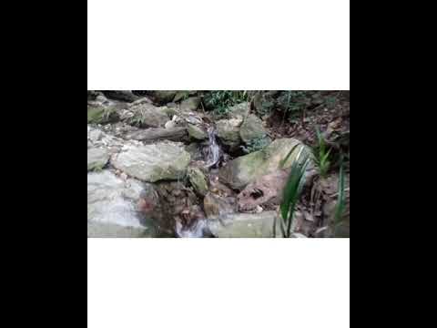 Makai Bari Organic Biodynamic Farming #Trek #Trail #Taj chia Kutir Darjeeling