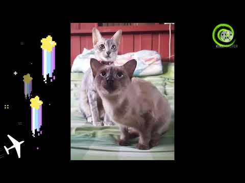 Madu..!!!   THE CUTENESS OF THE CAT