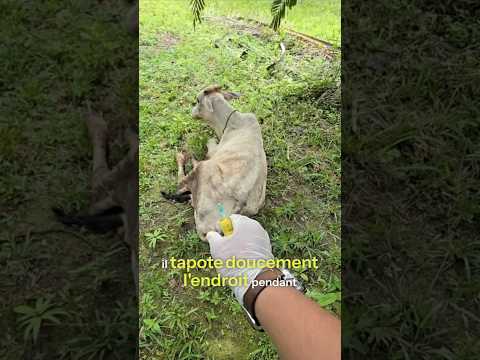 Vétérinaire ingénieux : la vache ne bouge même pas !