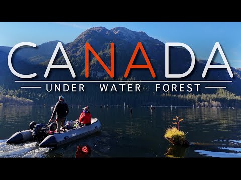 An Ancient Forest, Perfectly Preserved Under Water, Hidden in the Mountains of Remote Canada.
