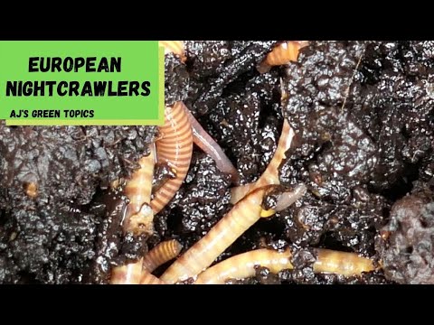How To Raise European Nightcrawlers