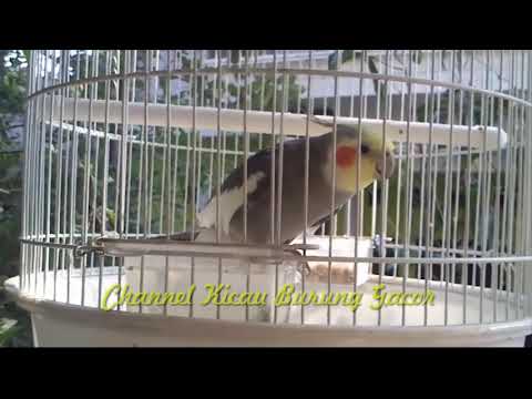 download lagu mp3 mp4 Download Suara Masteran Burung Parkit Australia, download lagu Download Suara Masteran Burung Parkit Australia gratis, unduh video klip Download Suara Masteran Burung Parkit Australia