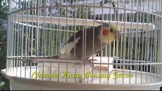 Download lagu Ocehan Falk Si Parkit Australia Untuk Tes Mental Burung Kicau Lainnya mp3 Download lagu Ocehan Falk Si Parkit Australia Untuk Tes Mental Burung Kicau Lainnya mp3