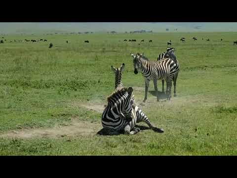 Tanzania safari- Best Safari Tours in Tanzania, African Safari