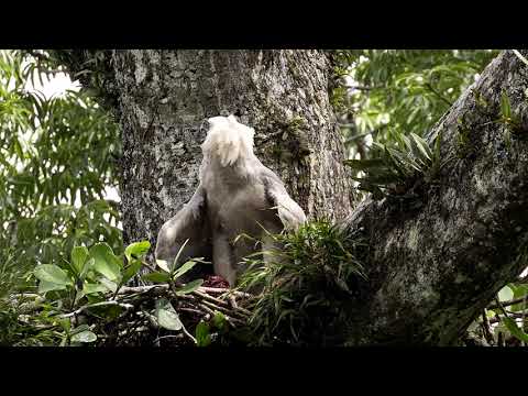 Harpy Eagle baby eating sloth at Gareno Lodge