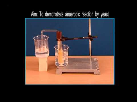 Science Experiments  -  To Demonstrate Anaerobic Reaction By Yeast