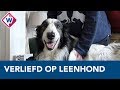 Voor een middag knuffelen bewoners Middin met leenhond - OMROEP WEST