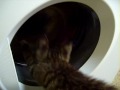 Maci S 1st Washing Machine Experience