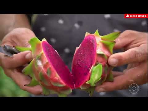 Cultivo de Pitaya em Machados PE