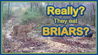 Do Deer REALLY EAT Briars? Yes they DO!, here's the proof