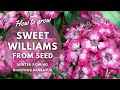 How to Grow Sweet Williams from Seed | Winter Sowing Guide | Perennial Garden