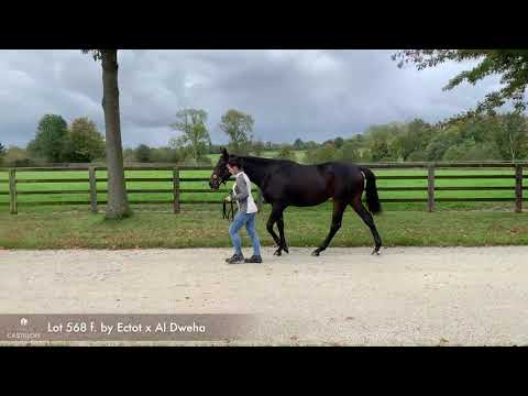 Lot 568 f. Ectot x Al Dweha