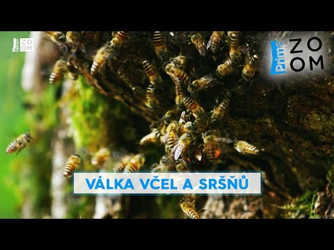 Největší sršeň světa je nelítostnou vražedkyní. Podívejte se, jak ji vytrestají včelí bojovnice