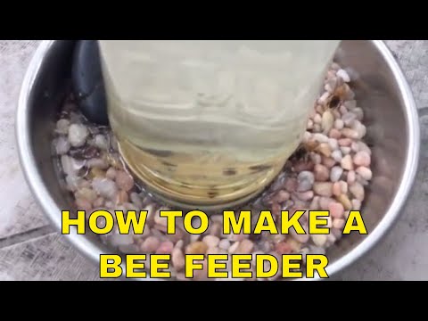 DIY How to make a Bee Feeder -Helping Honey Bees 🍯 🐝