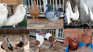Top 10 Most Beautiful Fancy Pigeon Breeds In India