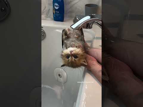 How To Bath A Persian Kitten 🛀